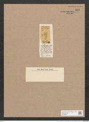 Navicula succinota A.Schm. (de-Toni-Nr.: Genus 1, Species 222) Zeichnungen Sammlung Grunow Nr. 553 (NHMW-BOT-W0366904)